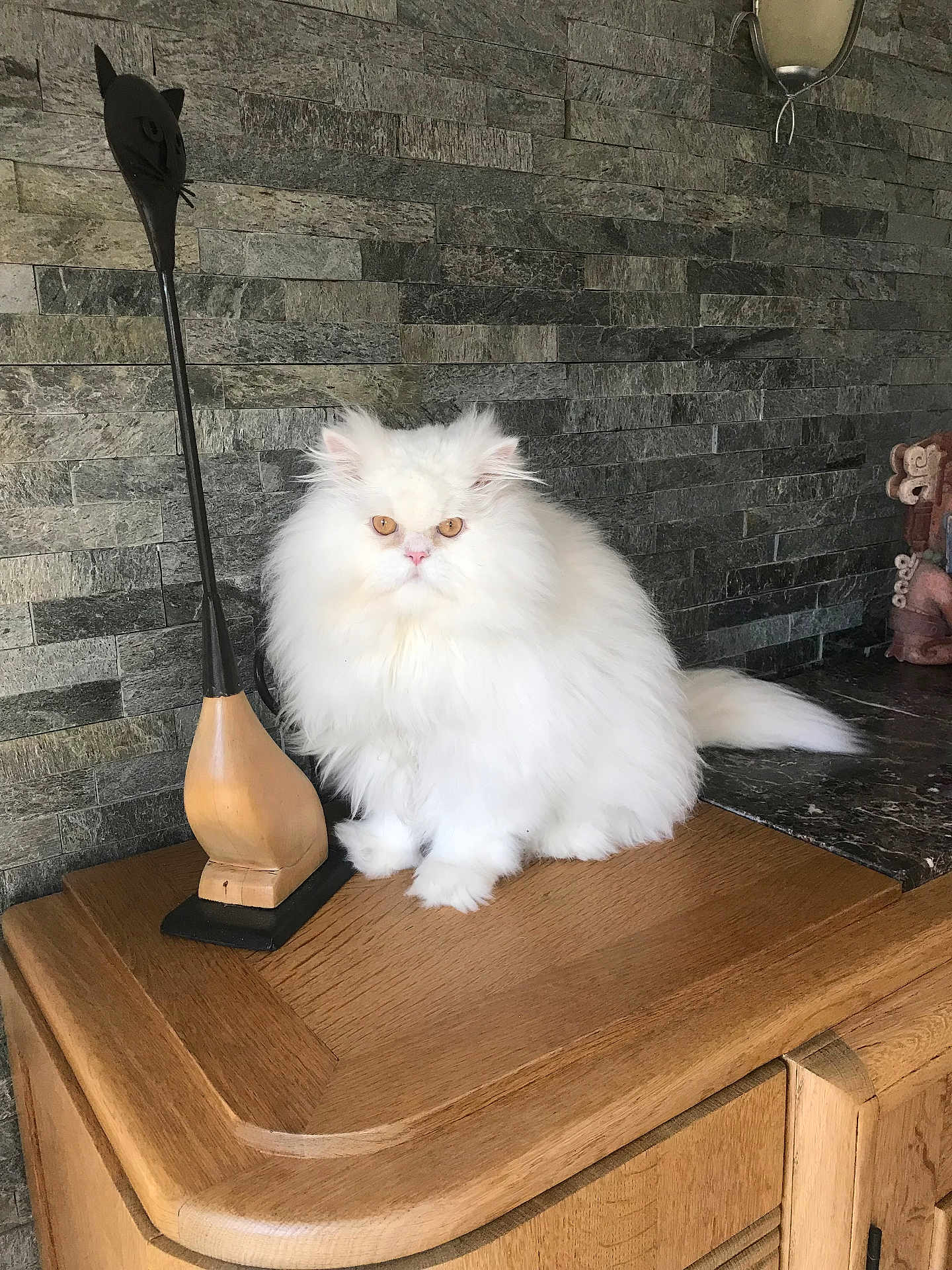 Popy participe au concours pour gagner de l'argent avec cette photo : cat, fluffy, white_cat, wooden_cabinet, stone_wall, indoor, pet, feline, sitting, animal, fur, tail, ears, face, eyes, whiskers, home_decor, ornament, statue, lamp
