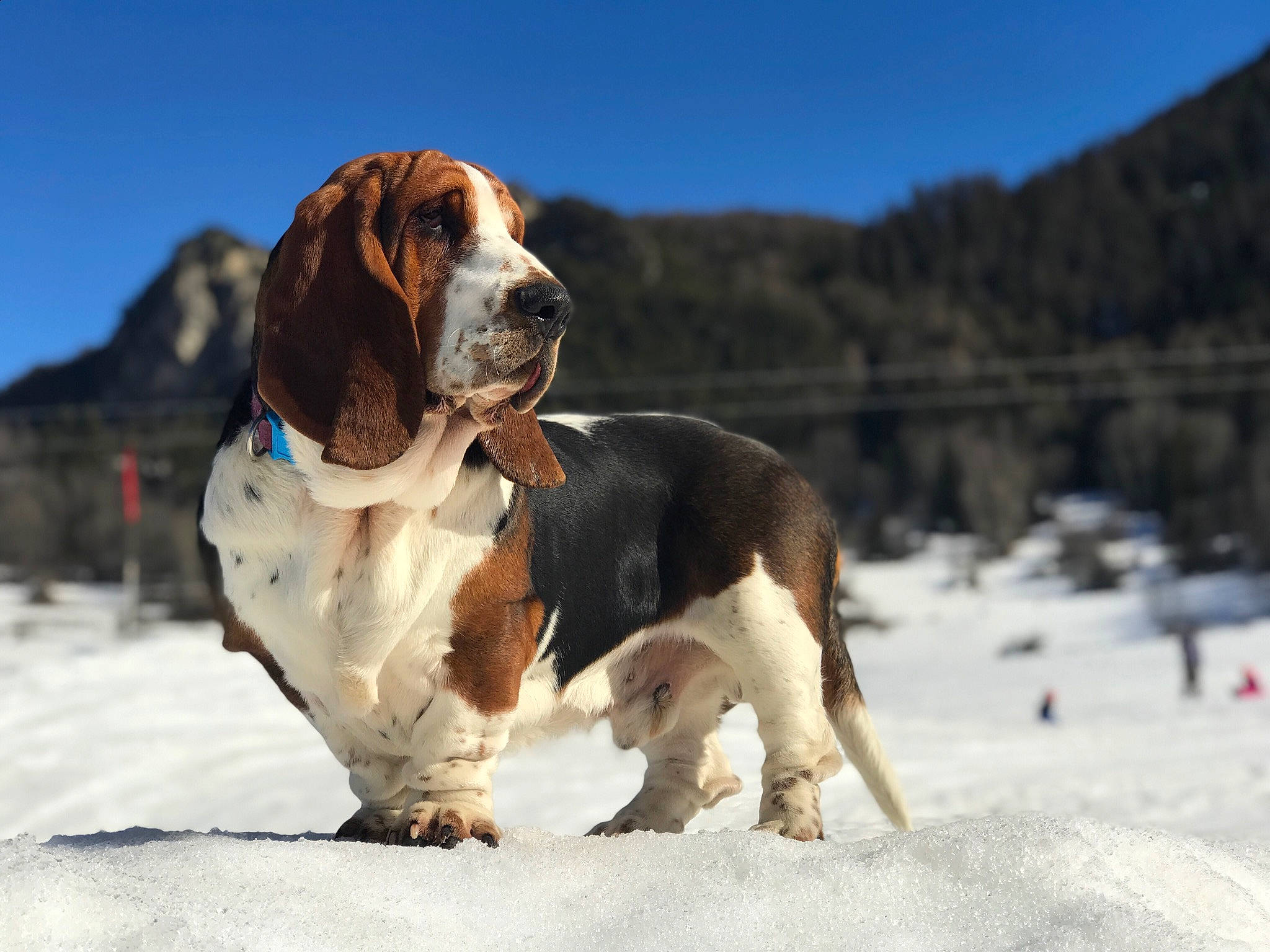 Robert a rejoint le concours — aidez-le/la à gagner de superbes lots ! carnivore, companion_dog, dog, dog_breed, fur, gun_dog, hound, hunting_dog, liver, scent_hound, sky, snow, sporting_group, st_bernard, winter, working_dog