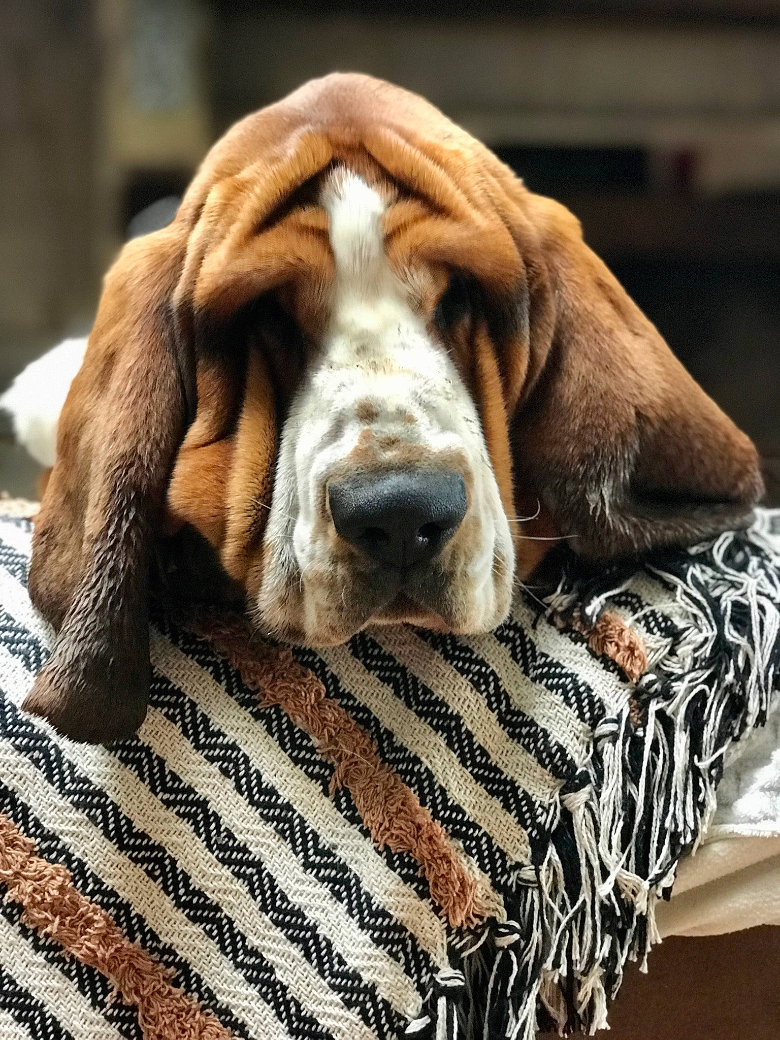 Robert participe au concours pour gagner de l'argent avec cette photo : basset_hound, canidae, carnivore, comfort, companion_dog, dog, dog_breed, dog_supply, fawn, fur, hound, linens, liver, nap, scent_hound, snout, sporting_group, terrestrial_animal, wood, working_animal