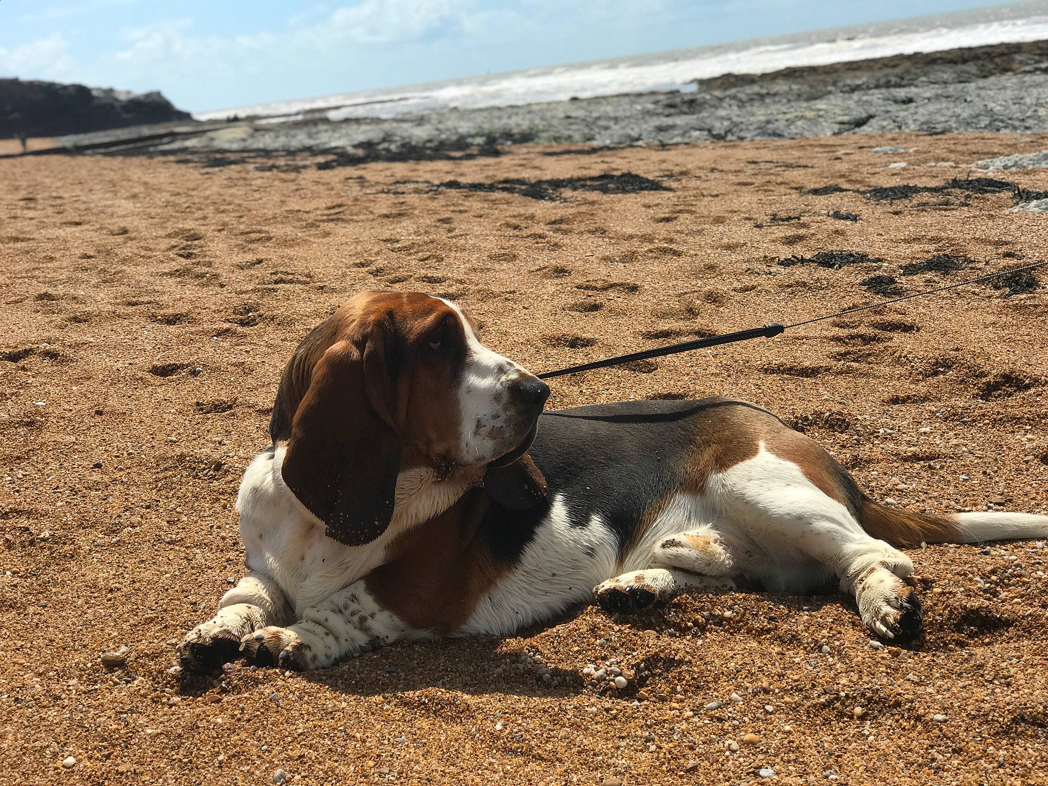 Robert a rejoint le concours — aidez-le/la à gagner de superbes lots ! beach, canidae, carnivore, cloud, coast, collar, companion_dog, dog, dog_breed, dog_collar, fawn, hunting_dog, landscape, ocean, sand, scent_hound, sky, soil, sporting_group, water