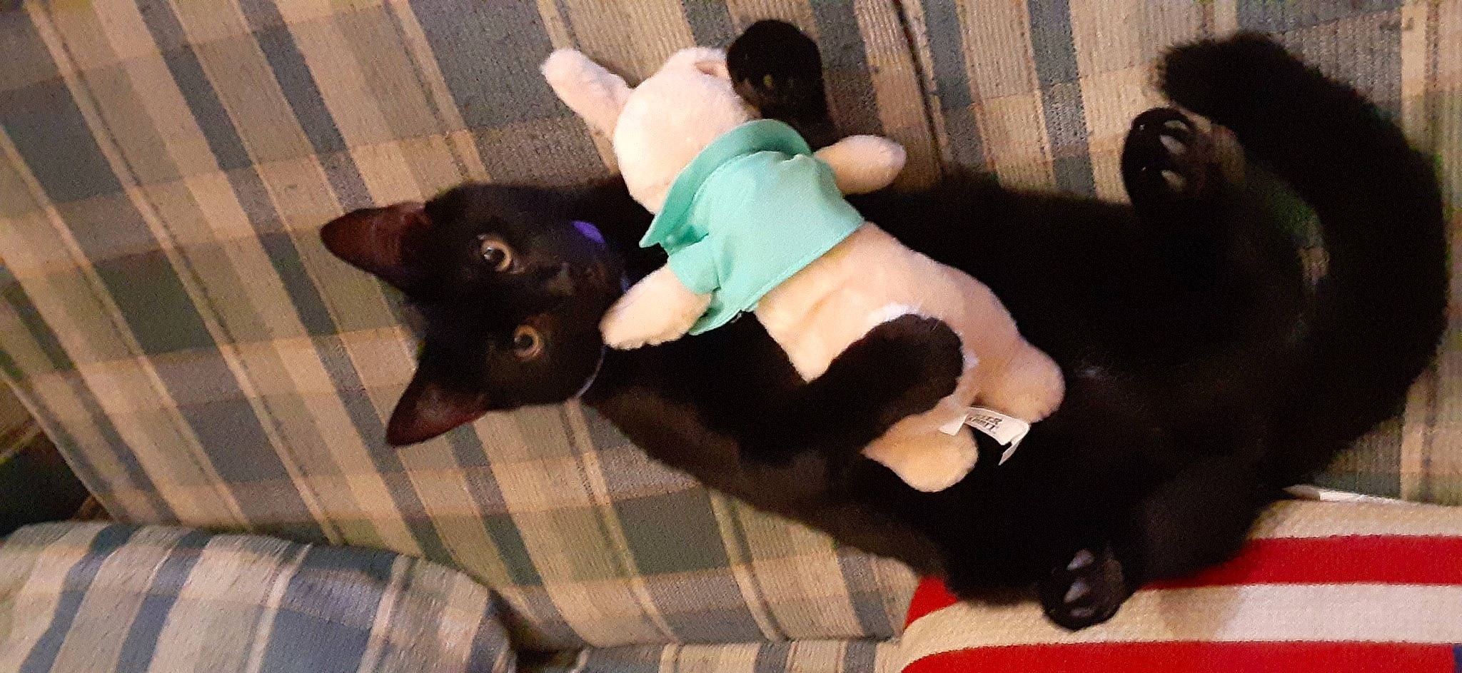 Turbine joined the competition — help win amazing prizes! black_cat, canidae, carnivore, cat, comfort, companion_dog, dog_breed, fawn, felidae, fur, lap, linens, plaid, small_to_medium_sized_cats, snout, tail, tartan, thigh, whiskers, working_animal