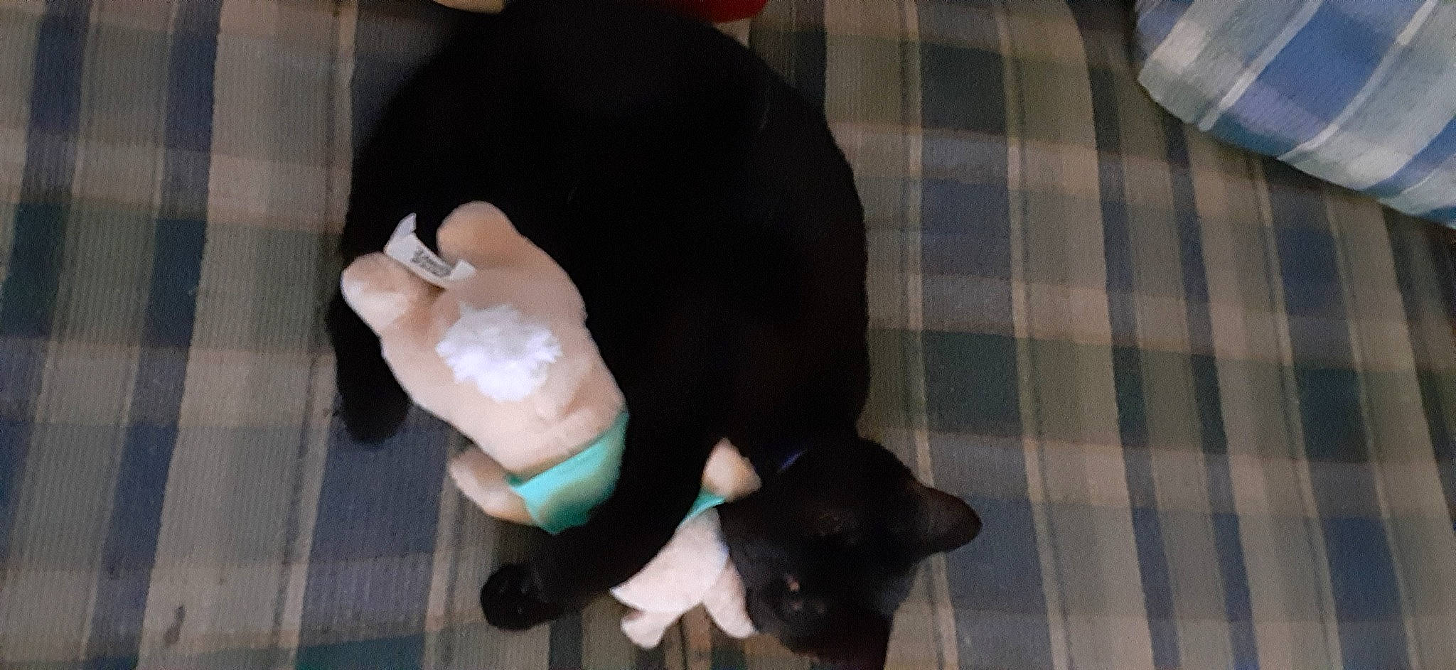 Turbine joined the competition — help win amazing prizes! carnivore, cat, comfort, companion_dog, dog_breed, fawn, felidae, flooring, fur, hardwood, pattern, plaid, small_to_medium_sized_cats, snout, sporting_group, tail, tartan, toy, toy_dog, whiskers