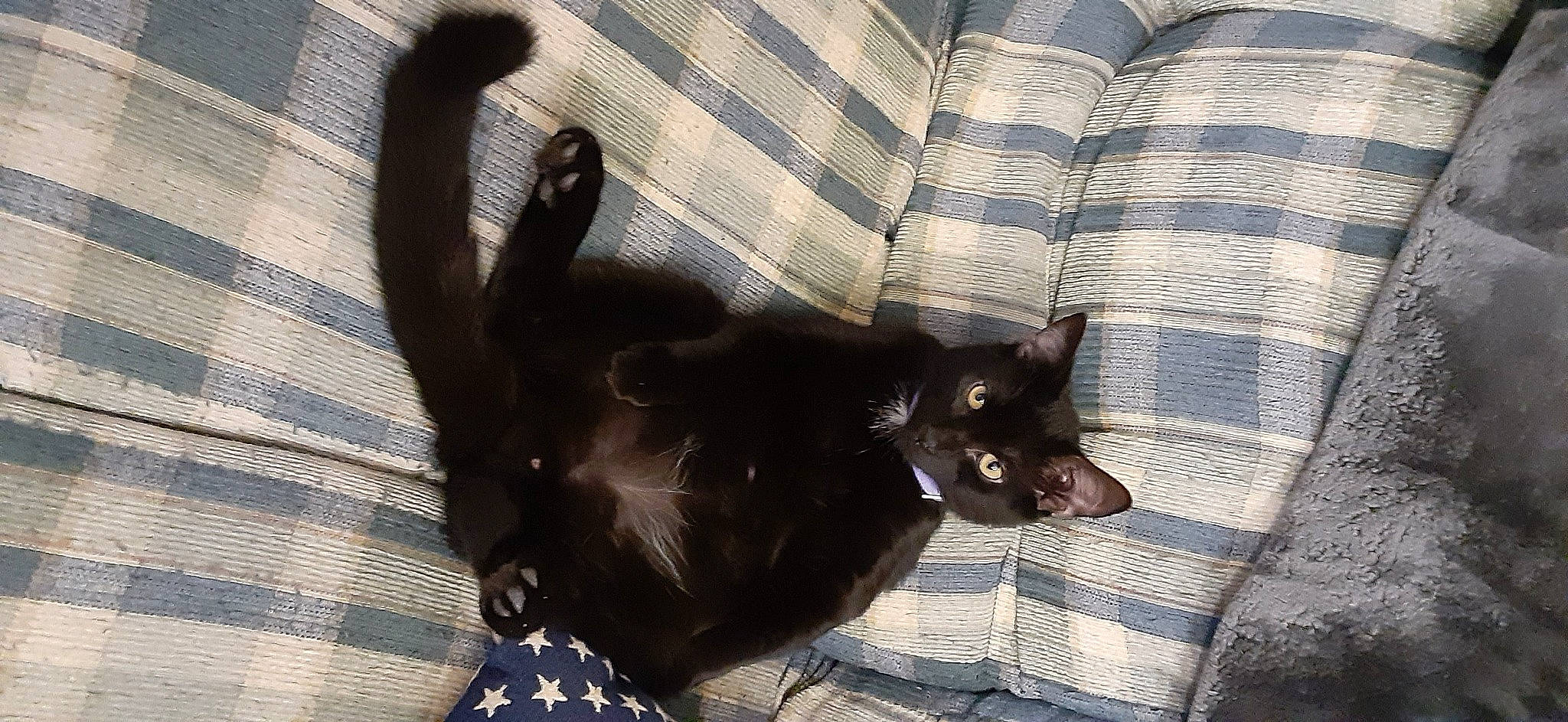 Turbine joined the competition — help win amazing prizes! black_cat, bombay, carnivore, cat, cat_supply, claw, comfort, domestic_short_haired_cat, felidae, fur, grey, mammal, pattern, plaid, small_to_medium_sized_cats, snout, tail, tartan, textile, whiskers