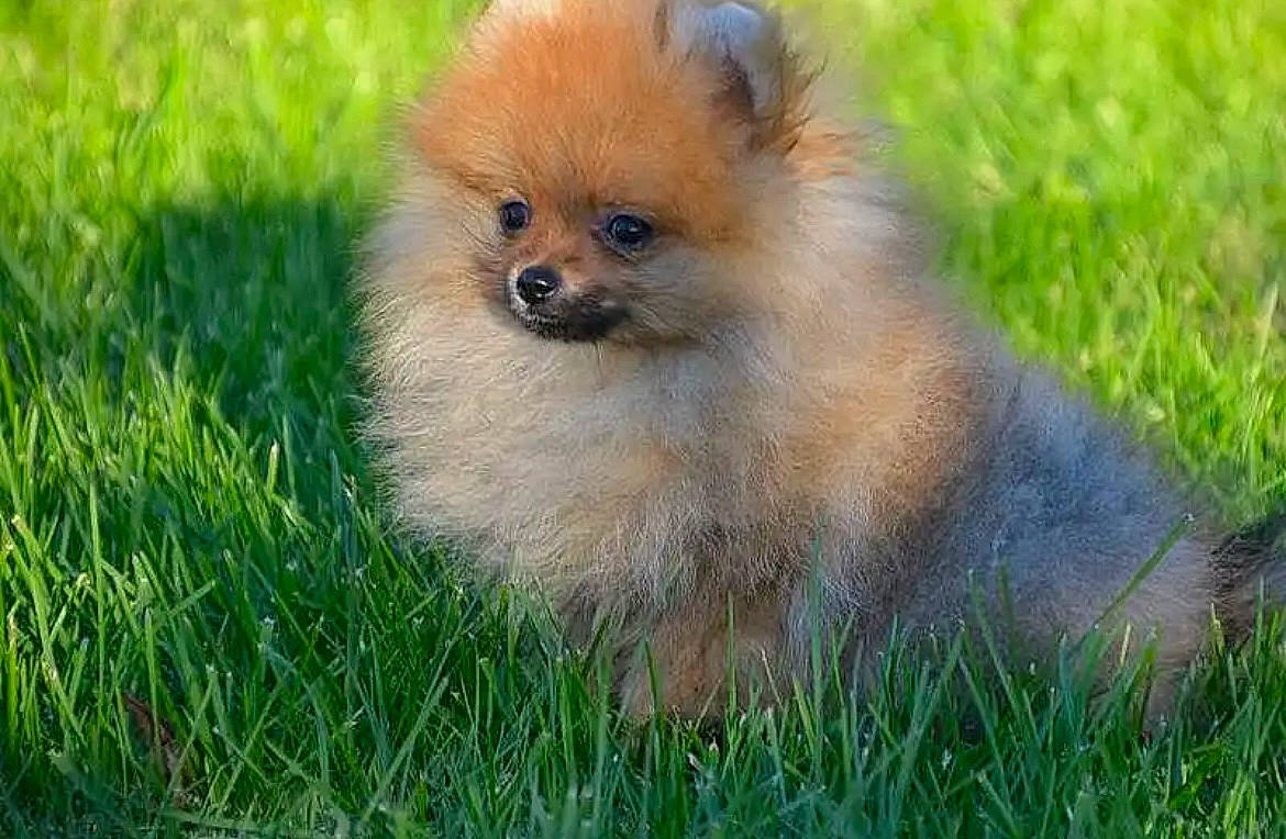 Bougy participe au concours pour gagner de l'argent avec cette photo : canidae, carnivore, companion_dog, dog, dog_breed, fawn, fur, german_spitz, grass, grassland, plant, snout, spitz, sporting_group, tail, terrestrial_animal, toy_dog, whiskers, wildlife, working_animal