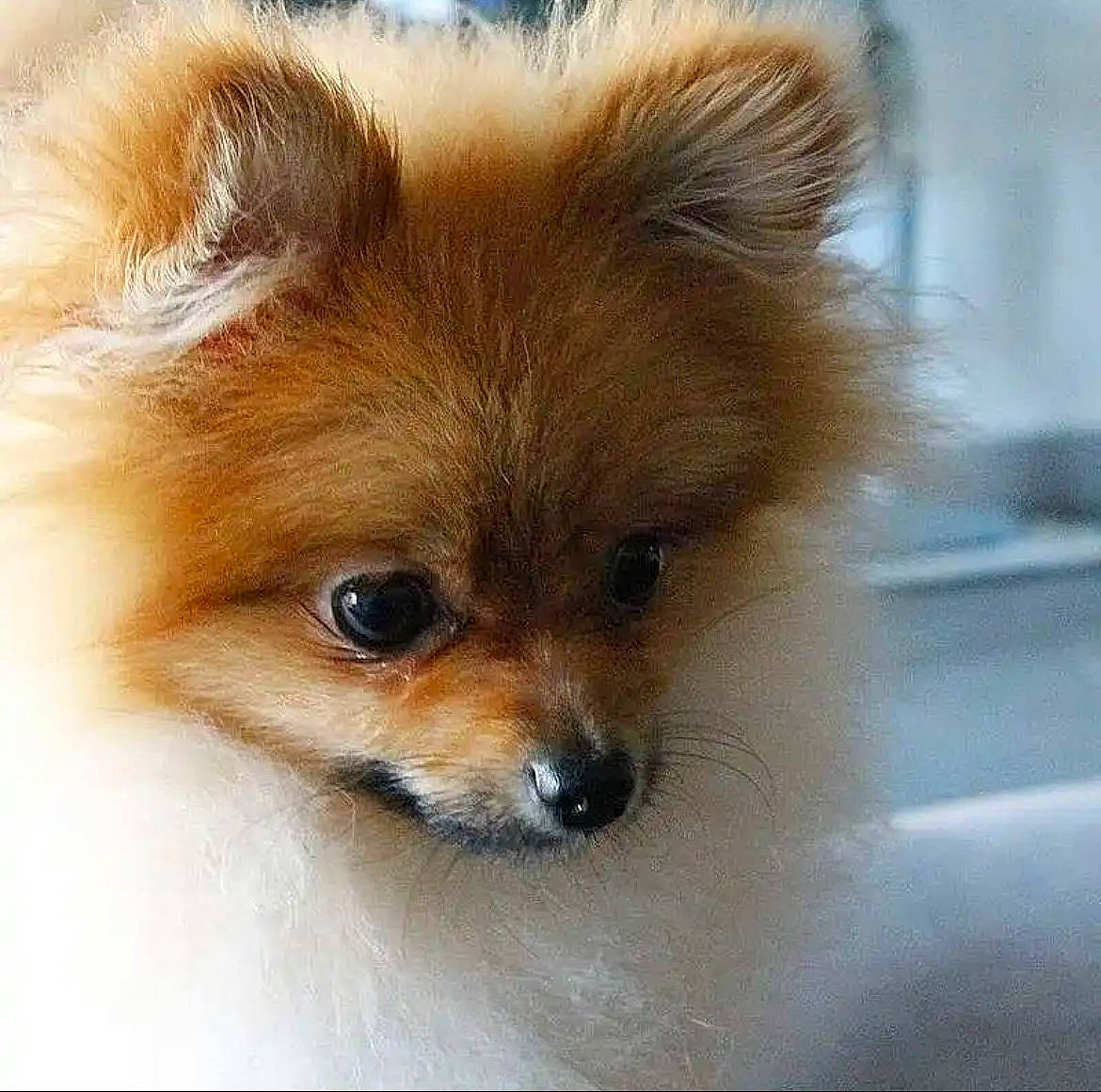 Bougy participe au concours pour gagner de l'argent avec cette photo : canidae, carnivore, companion_dog, dog, dog_breed, eye, fawn, fur, german_spitz, german_spitz_mittel, puppy, snout, spitz, sporting_group, terrestrial_animal, toy_dog, volpino_italiano, whiskers, wildlife, working_animal