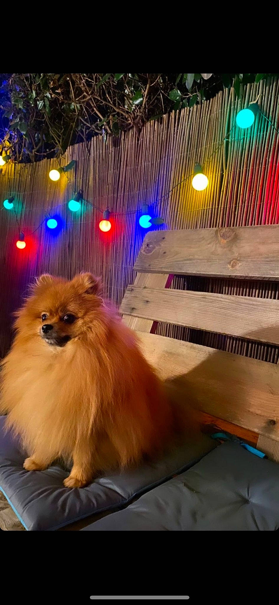 Bougy a rejoint le concours — aidez-le/la à gagner de superbes lots ! canidae, carnivore, companion_dog, dog, dog_breed, event, fawn, fur, german_spitz, german_spitz_klein, hardwood, light, liver, snout, spitz, sporting_group, tail, toy_dog, wood, working_animal