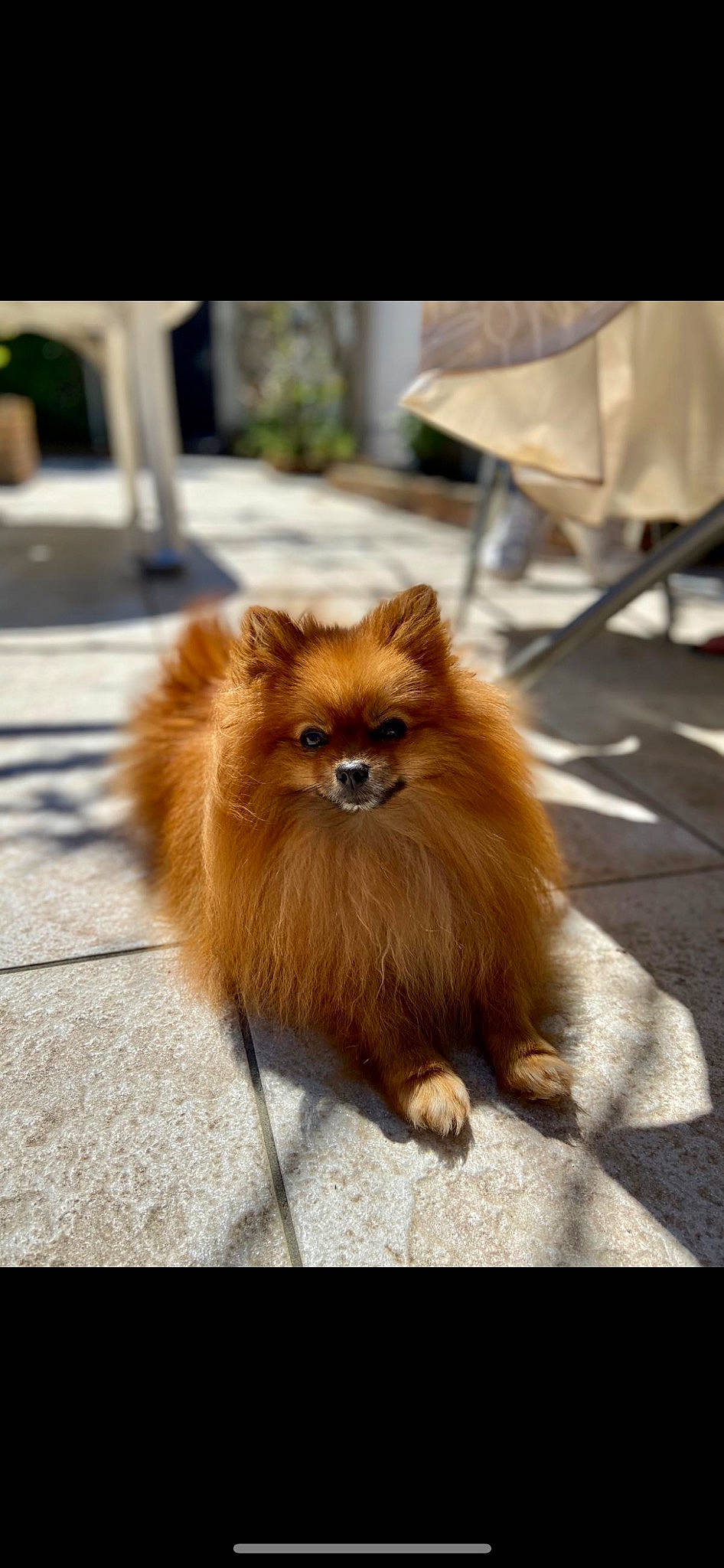 Bougy participe au concours pour gagner de l'argent avec cette photo : canidae, companion_dog, dog_breed, fawn, fur, german_spitz, liver, non_sporting_group, plant, primate, road_surface, snout, tail, terrestrial_animal, toy_dog, whiskers, wildlife, windscreen_wiper