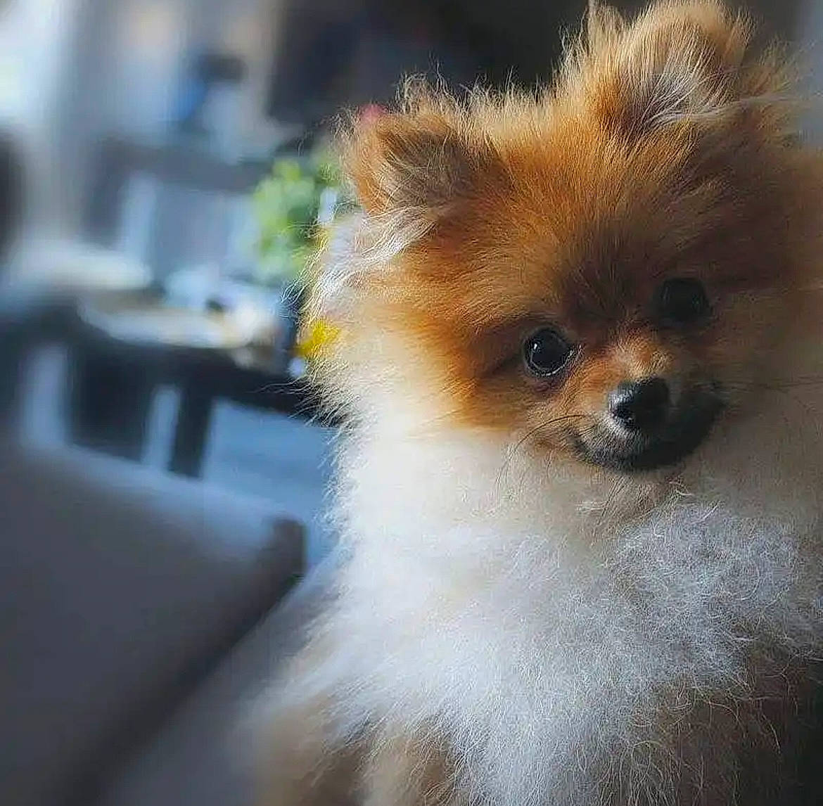 Bougy a rejoint le concours — aidez-le/la à gagner de superbes lots ! ancient_dog_breeds, canidae, carnivore, companion_dog, corgi_chihuahua, dog, dog_breed, fawn, fur, german_spitz, german_spitz_mittel, non_sporting_group, pomeranian, spitz, sporting_group, terrestrial_animal, toy_dog, volpino_italiano, whiskers, working_animal