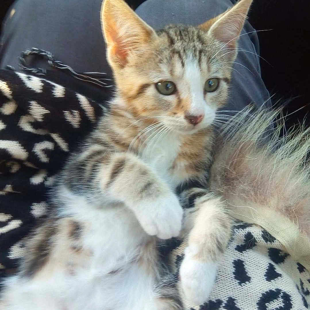 Morty a rejoint le concours — aidez-le/la à gagner de superbes lots ! animal, cat, clothing, cozy, cute, feline, fur, indoor, kitten, lap, leopard_print, paws, person, pet, playful, relaxed, small, tabby, whiskers, young