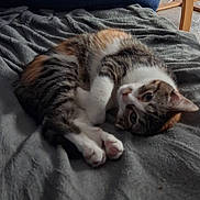 Aïda a rejoint le concours — aidez-le/la à gagner de superbes lots ! cat, tabby, pet, animal, feline, resting, blanket, indoor, cute, cozy, fur, whiskers, paw, sleepy, domestic, soft, relaxed, cute_pet, laying, looking