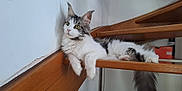 Bonnie participe au concours pour gagner de l'argent avec cette photo : animal, calm, cat, curious, domestic, feline, fluffy, fur, gray, house, indoor, paw, pet, relaxed, resting, side_view, stairs, tail, white, wooden
