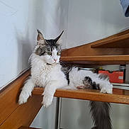 Bonnie a rejoint le concours — aidez-le/la à gagner de superbes lots ! animal, calm, casual, cat, domestic, feline, fluffy, gray, hand, home, indoor, long_tail, lounging, person, pet, quiet, relaxed, stairs, white, wooden