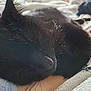 black_cat, sleeping, close_up, whiskers, fur, cozy, blanket, soft_light, indoor, relaxation, pet, animal, resting, cute, domestic_cat, feline, comfort, nap, warm, peaceful