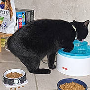 Chipie participe au concours pour gagner de l'argent avec cette photo : black_cat, cat, pet, water_fountain, drinking, food_bowl, dry_food, tile_floor, wall, indoor, collar, pet_food, feeding_area, cat_food_bag, household, animal, licking, floor, domestic_cat, pet_supplies