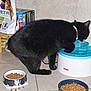 black_cat, cat, pet, water_fountain, drinking, food_bowl, dry_food, tile_floor, wall, indoor, collar, pet_food, feeding_area, cat_food_bag, household, animal, licking, floor, domestic_cat, pet_supplies