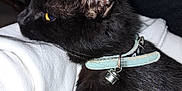 Chipie participe au concours pour gagner de l'argent avec cette photo : black_cat, cat, pet, collar, bell, feline, animal, fur, yellow_eye, close_up, domestic_cat, resting, curious, whiskers, indoor, fabric, white_cloth, soft_lighting, side_profile, cute