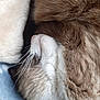 abyssinian, angora, animal, blanket, bodypart, cat, clothing, couch, fur, furniture, kitten, manx, mouth, person, pet, rabbit, siamese, sleeping, snout, towel