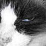 angora, animal, blackcat, cat, kitten, manx, pet, siamese, snout
