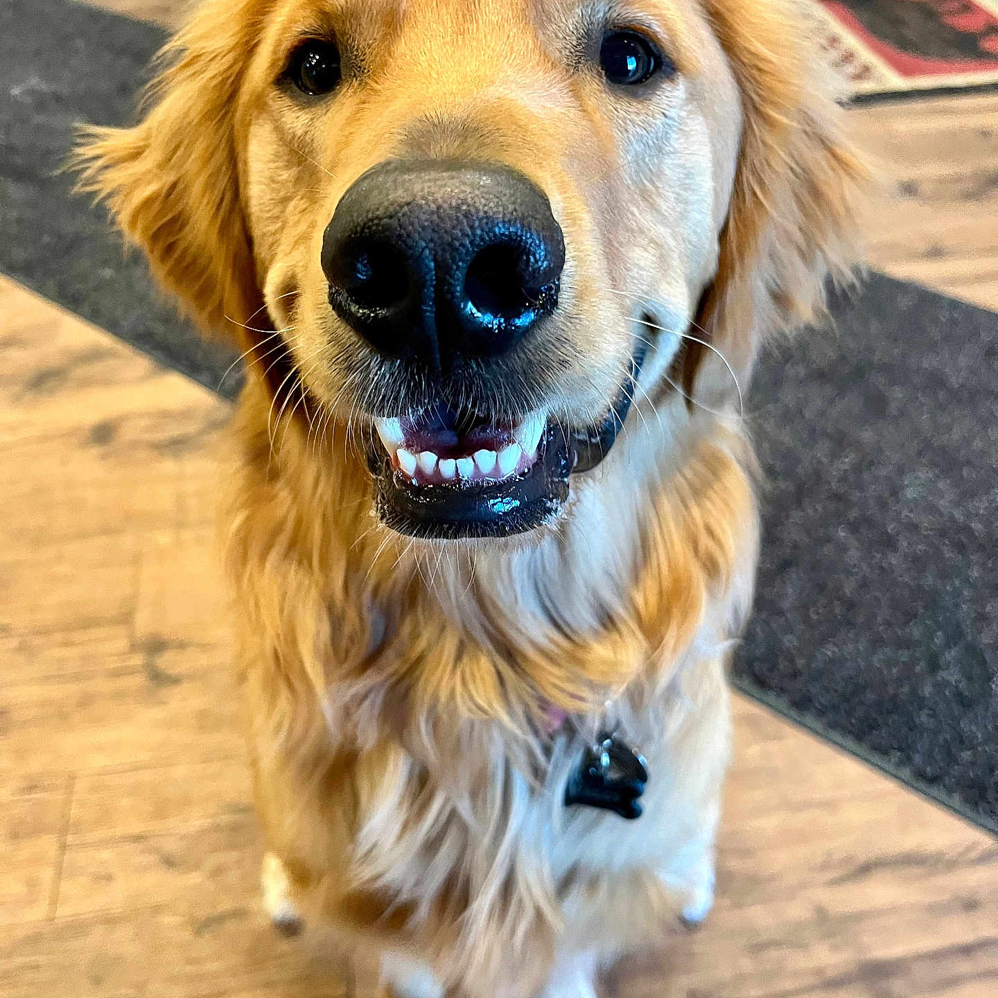 Wally joined the competition — help win amazing prizes! accessories, animal, bodypart, canine, cockerspaniel, dog, goldenretriever, hardwood, hound, labradorretriever, leash, mouth, person, pet, puppy, snout, teeth, tongue, wood