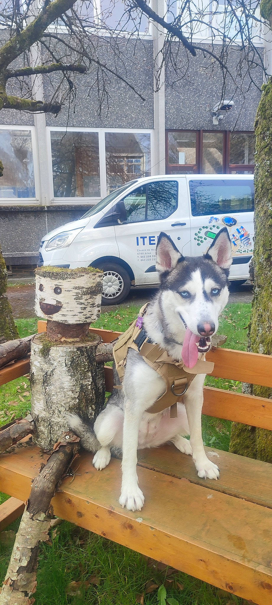 Nala participe au concours pour gagner de l'argent avec cette photo : building, car, carnivore, collar, companion_dog, dog, dog_breed, fawn, grass, leisure, plant, sporting_group, tire, van, vehicle, vehicle_registration_plate, wheel, window, wood, working_animal