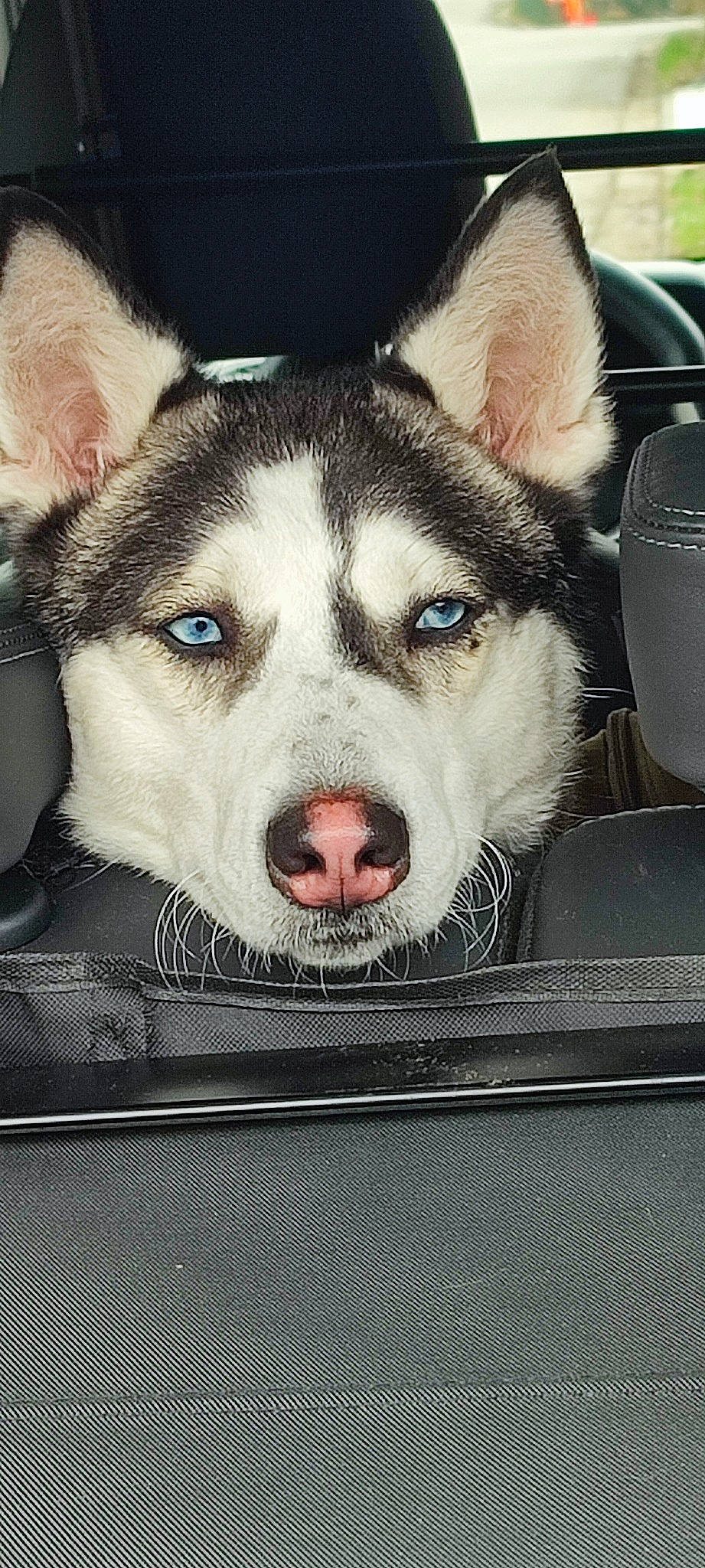 Nala a rejoint le concours — aidez-le/la à gagner de superbes lots ! canidae, canis, carnivore, companion_dog, dog, dog_breed, fur, grey, metal, paw, siberian_husky, sled_dog, snout, sporting_group, square, vehicle, whiskers, windshield, working_animal, working_dog