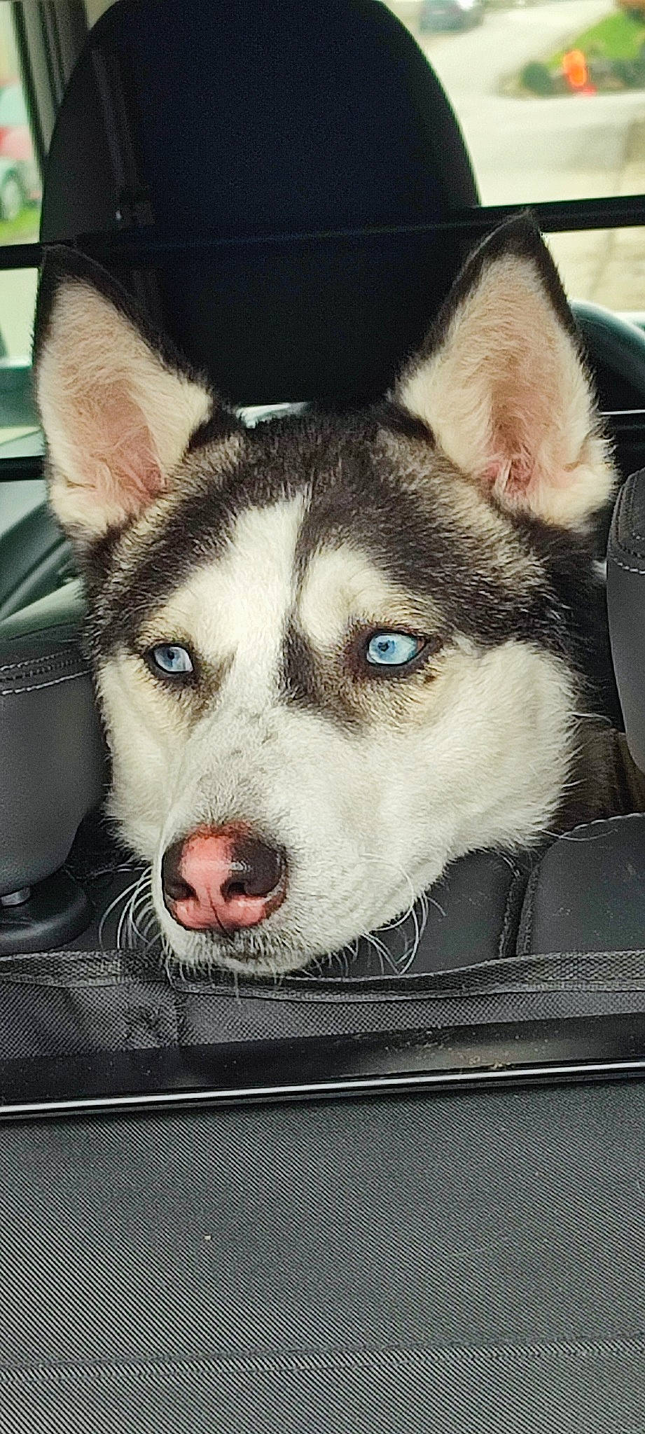 Nala a rejoint le concours — aidez-le/la à gagner de superbes lots ! canidae, canis, carnivore, companion_dog, dog, dog_breed, fur, head, human_body, iris, jaw, paw, sitting, sled_dog, snout, sporting_group, square, whiskers, working_animal, working_dog