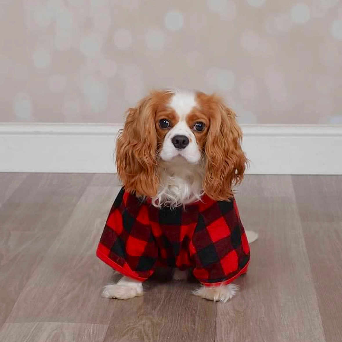 Michael Alexander joined the competition — help win amazing prizes! animal, canine, cockerspaniel, dog, dogbed, hair, hardwood, person, pet, puppy, sitting, snout, stainedwood, wood