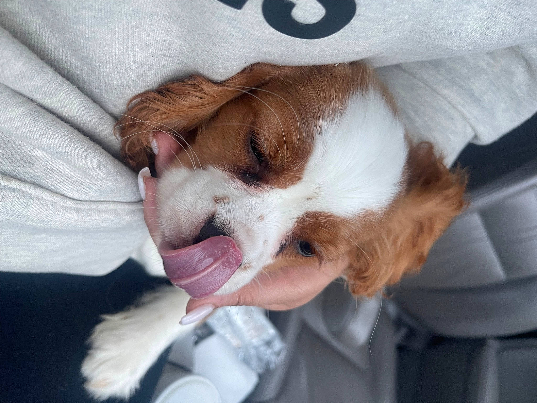 Mikey is registered to the contest to win money with this photo: brittany, carnivore, comfort, companion_dog, dog, dog_breed, fur, liver, paw, snout, spaniel, sporting_group, toy_dog, whiskers