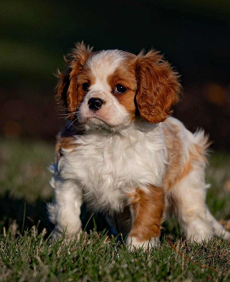 Mikey is registered to the contest to win money with this photo: canidae, carnivore, companion_dog, dog, dog_breed, fawn, fur, grass, liver, snout, spaniel, sporting_group, terrestrial_animal, toy_dog, whiskers, working_animal