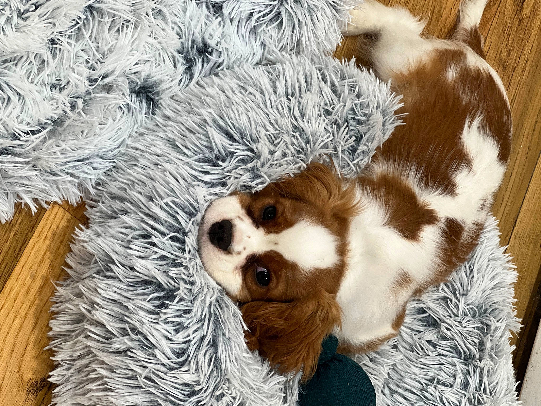 Mikey is registered to the contest to win money with this photo: carnivore, cavalier_king_charles_spaniel, christmas_ornament, companion_dog, dog, dog_breed, fawn, felidae, goggles, hat, liver, snout, spaniel, sunglasses, textile, toy, tree, twig, whiskers, wood