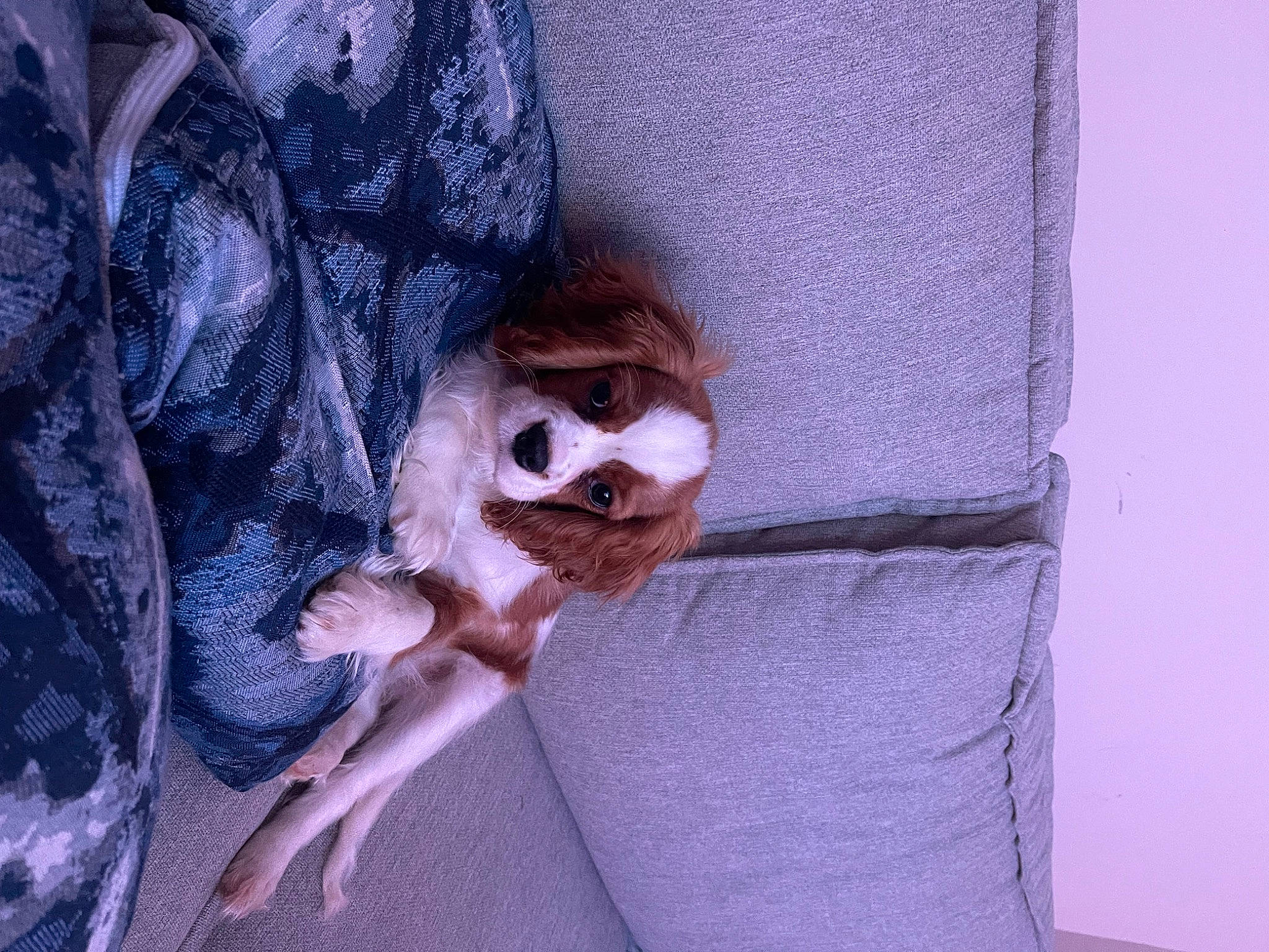 Mikey is registered to the contest to win money with this photo: carnivore, comfort, companion_dog, dog_breed, dress, eyewear, fawn, felidae, grey, human_leg, linens, purple, sleeve, small_to_medium_sized_cats, snout, sunglasses, tail, toy, whiskers, wood