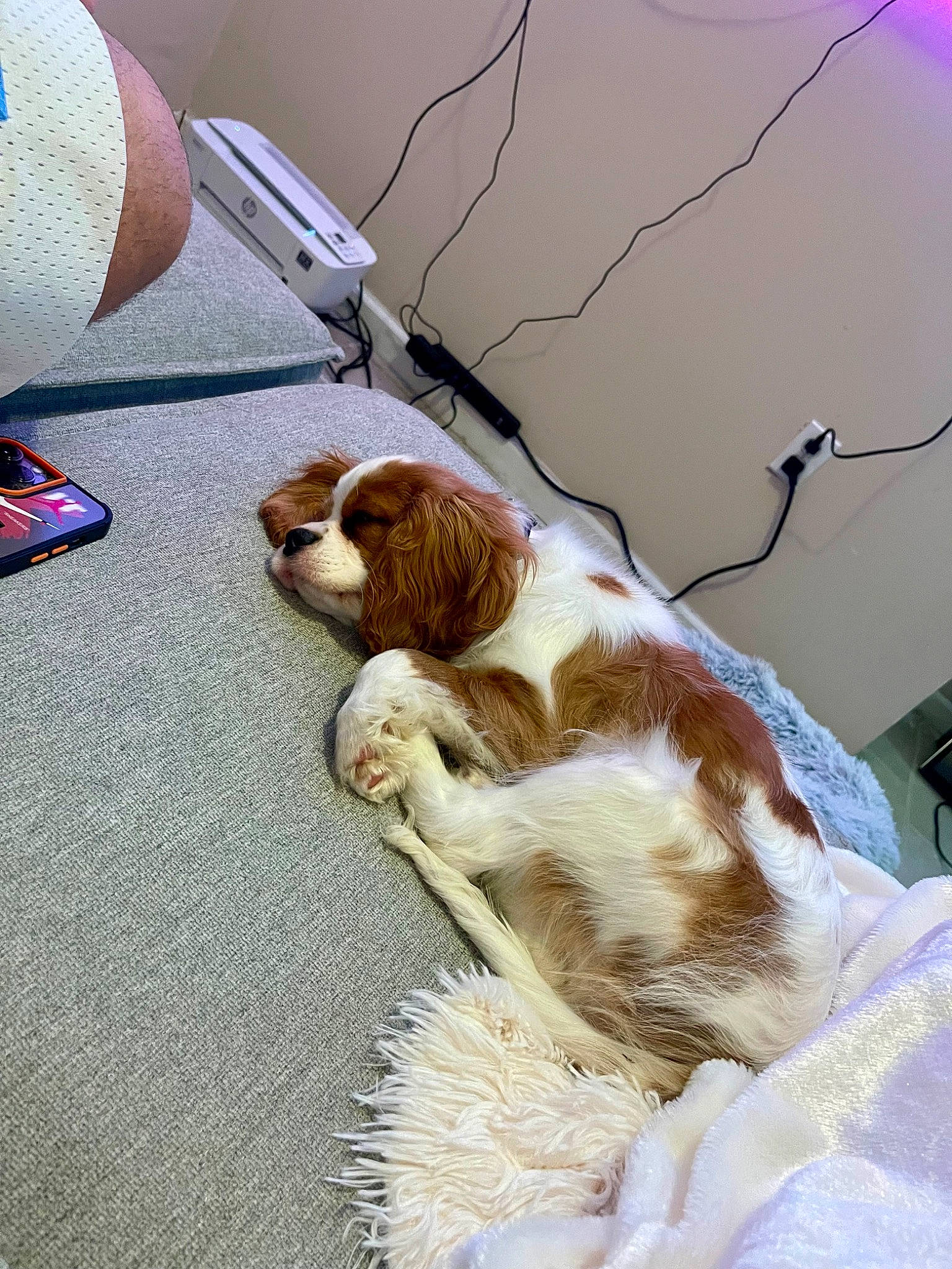Mikey is registered to the contest to win money with this photo: canidae, carnivore, cavalier_king_charles_spaniel, collar, comfort, companion_dog, dog, dog_breed, fawn, fur, gun_dog, human_leg, king_charles_spaniel, liver, scent_hound, snout, spaniel, sporting_group, tail, toy_dog