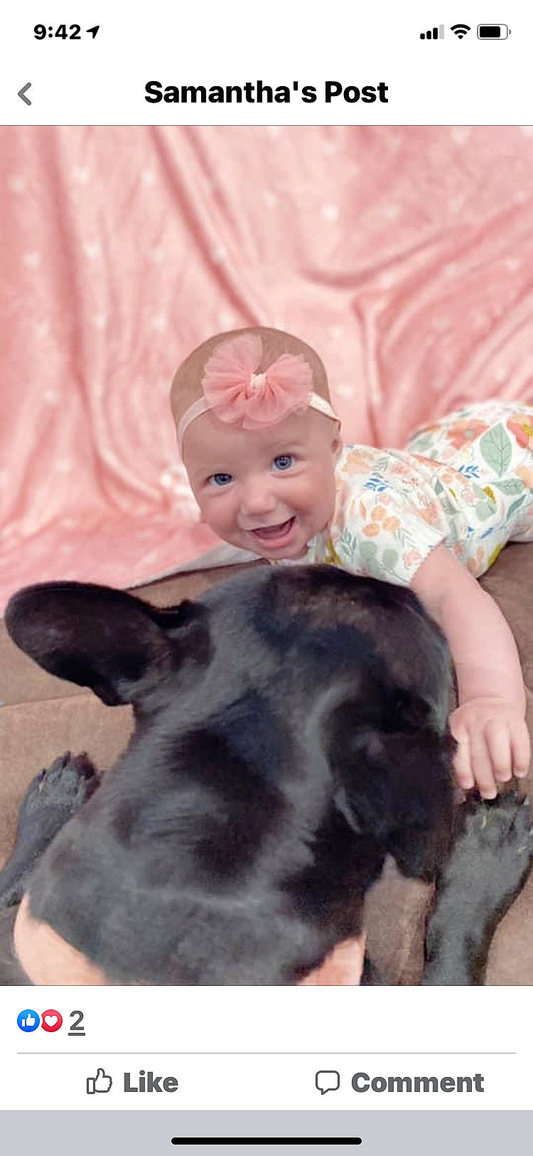 Lilah Jane is registered to the contest to win money with this photo: baby, carnivore, child, comfort, companion_dog, dog_breed, fawn, fun, fur, happy, hat, headwear, livestock, mammal, person, pink, skin, smile, snout, toddler