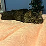 animal, bedroom, blanket, cat, christmas_tree, cozy, decor, feline, fluffy, fur, holiday, home, indoor, lying_down, ornaments, pet, relaxed, resting, soft_texture, tabby