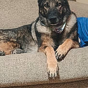 Ziva Marie is registered to the contest to win money with this photo: dog, german_shepherd, couch, indoor, pet, animal, canine, bandana, portrait, relaxed, furniture, brown, black, beige, paw, ears, fur, snout, domestic_animal, companion