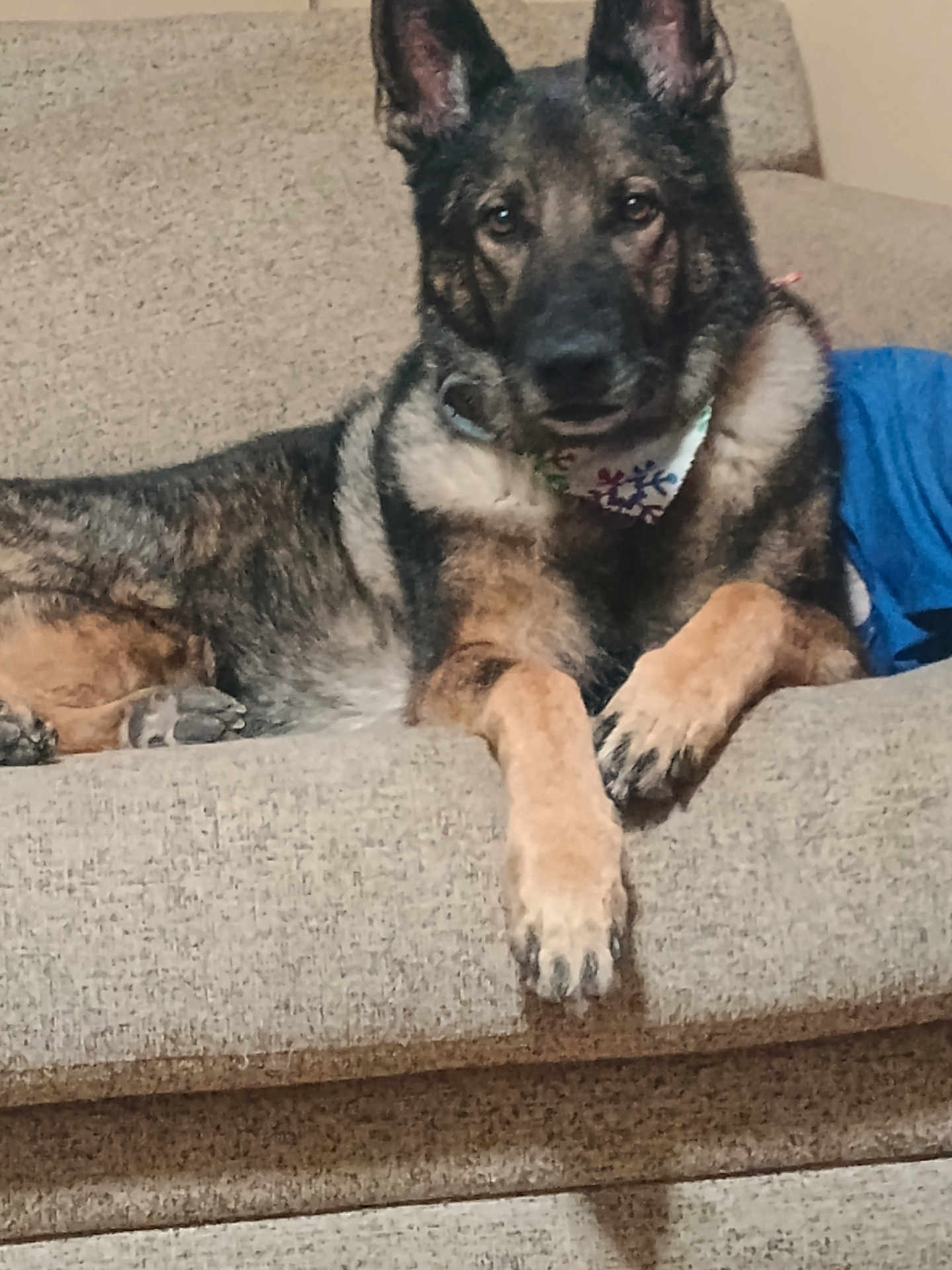 Ziva Marie is registered to the contest to win money with this photo: dog, german_shepherd, couch, indoor, pet, animal, canine, bandana, portrait, relaxed, furniture, brown, black, beige, paw, ears, fur, snout, domestic_animal, companion
