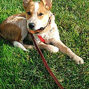 Charley Red is registered to the contest to win money with this photo: dog, grass, leash, collar, outdoor, sunlight, pet, canine, animal, greenery, resting, alert, ears, fur, nature, daylight, mammal, companion, cute, relaxed