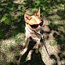 dog, sunglasses, grass, leash, outdoor, sunlight, shadow, pet, canine, nature, earth, playful, happy, sitting, daylight, animal, funny, summer, cool, portrait