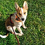 dog, leash, bandana, grass, outdoor, pet, animal, brown, white, ears, sitting, sunlight, nature, cute, canine, young_dog, portrait, alert, daytime, friendly