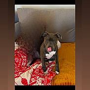 Aika participe au concours pour gagner de l'argent avec cette photo : puppy, dog, blanket, couch, indoor, pet, animal, fur, tongue, cute, cozy, red, white, pattern, mustard, gray, blurred_person, sitting, young, playful