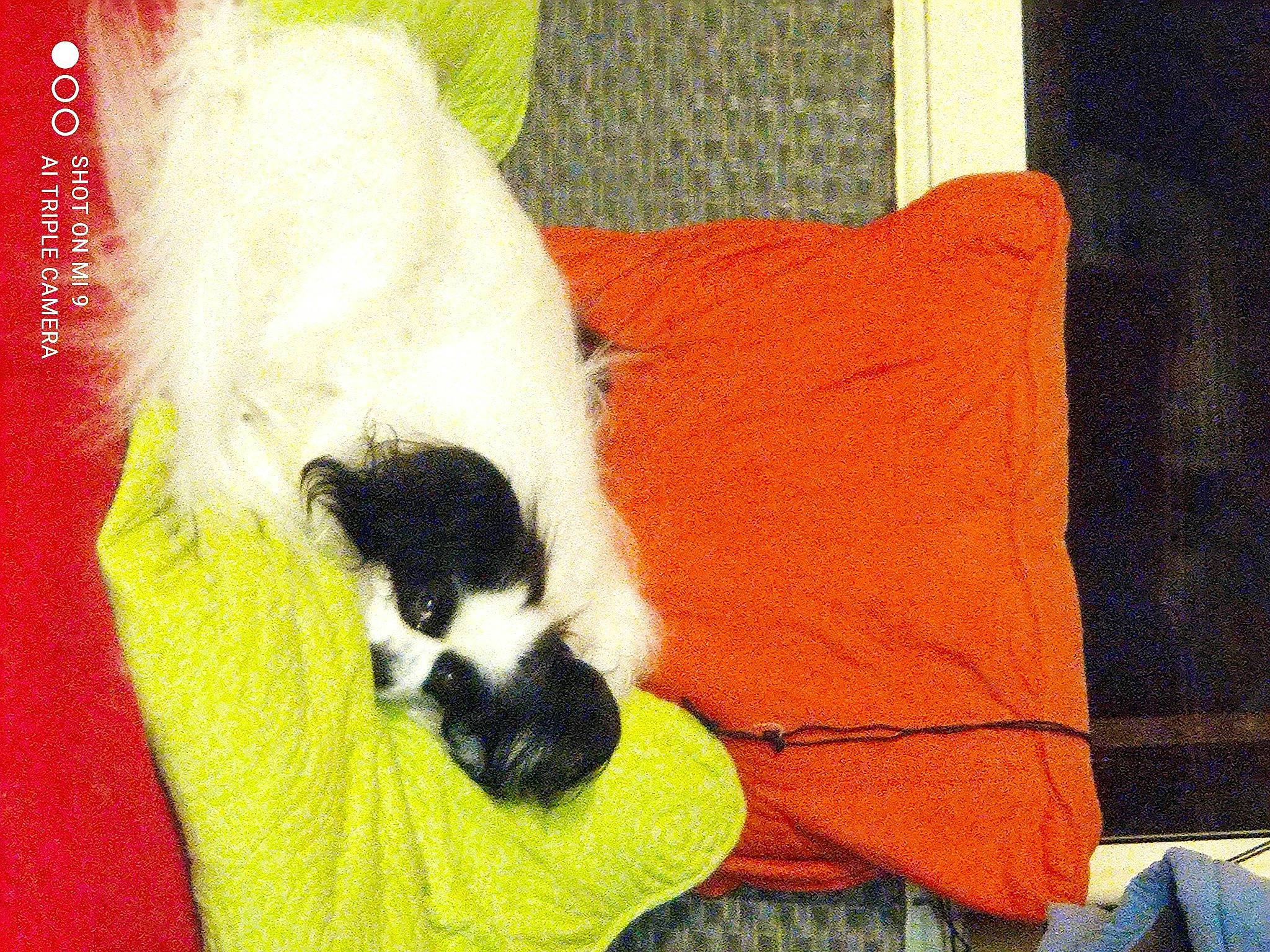 Jacksou participe au concours pour gagner de l'argent avec cette photo : canidae, carnivore, cat_bed, cat_supply, comfort, companion_dog, dog_breed, dog_supply, fawn, felidae, fur, linens, panda, pattern, pet_supply, small_to_medium_sized_cats, snout, tail, terrestrial_animal, whiskers