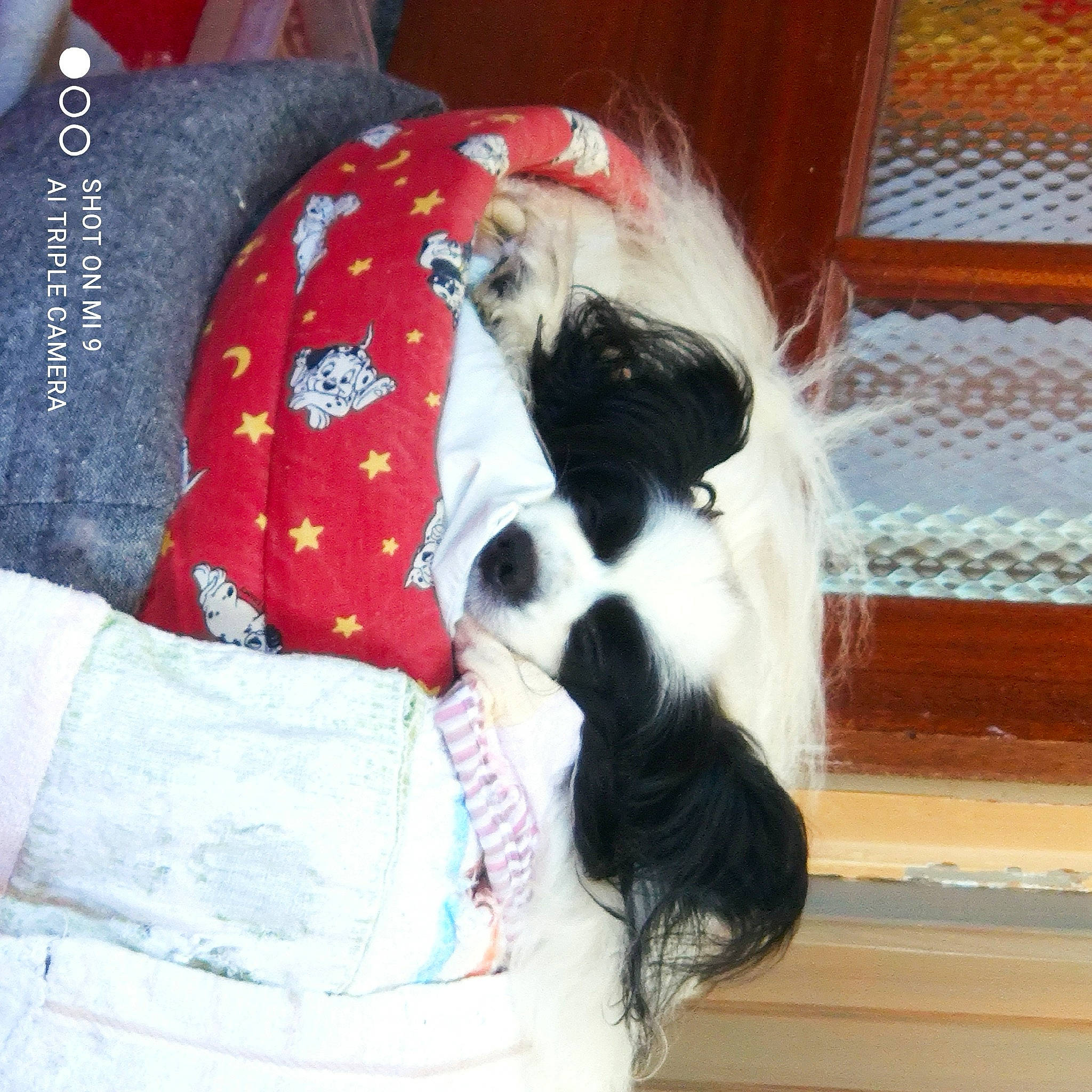 Jacksou participe au concours pour gagner de l'argent avec cette photo : canidae, carmine, carnivore, comfort, companion_dog, couch, dog, dog_breed, dog_supply, fawn, fur, nap, non_sporting_group, pet_supply, sporting_group, tail, terrestrial_animal, toy_dog, whiskers, working_animal