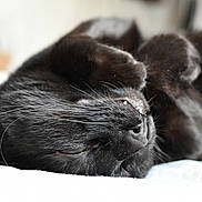 Guizmo a rejoint le concours — aidez-le/la à gagner de superbes lots ! cat, black_cat, sleeping, whiskers, fur, close_up, pet, domestic_animal, relaxation, cozy, cute, animal, feline, nap, indoor, soft, peaceful, resting, paw, face