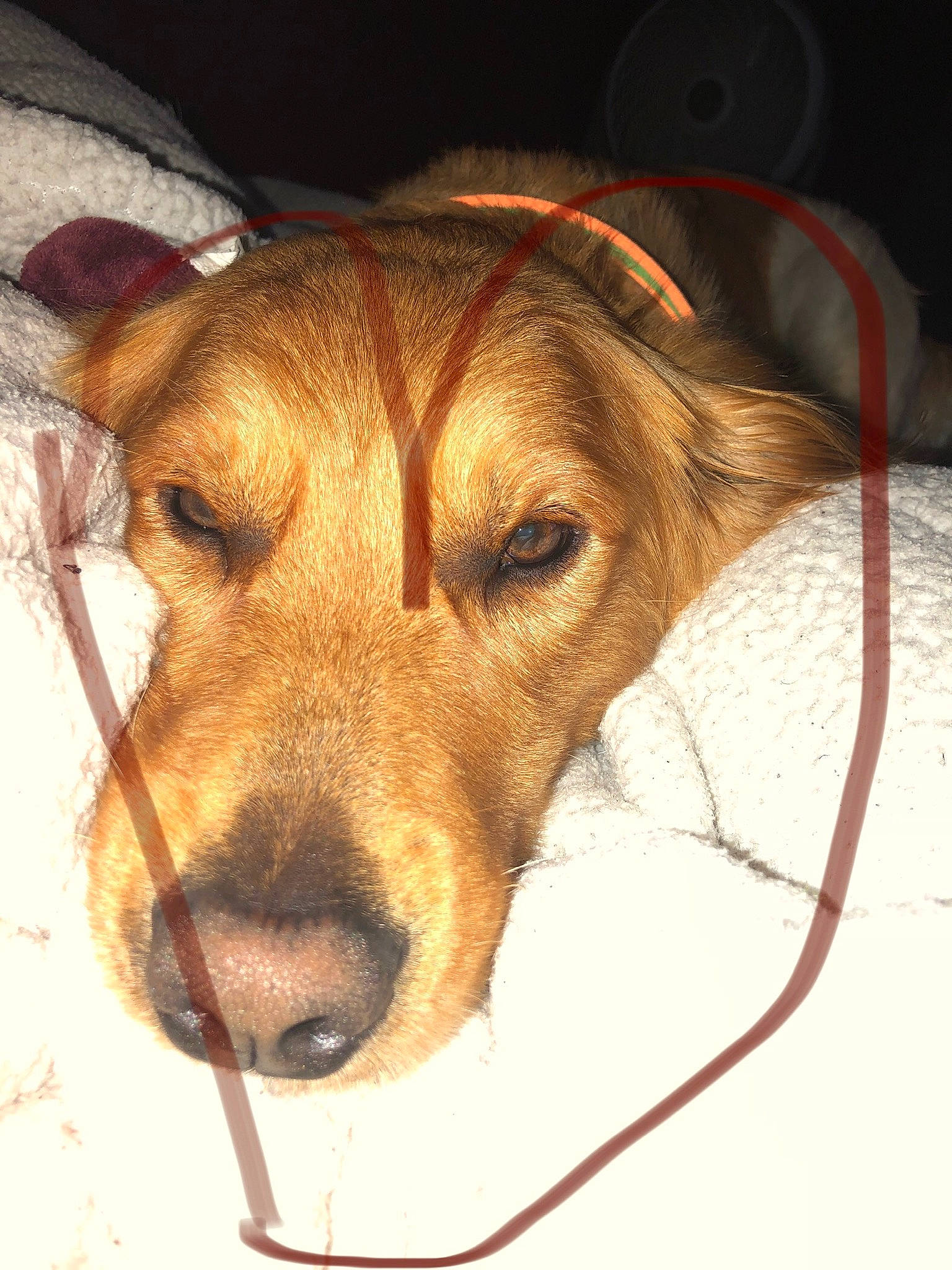 Jordy is registered to the contest to win money with this photo: austrian_pinscher, canidae, carnivore, companion_dog, dog, dog_breed, ear, eye, fawn, leash, mammal, mountain_cur, nose, snout, sporting_group, street_dog, whiskers