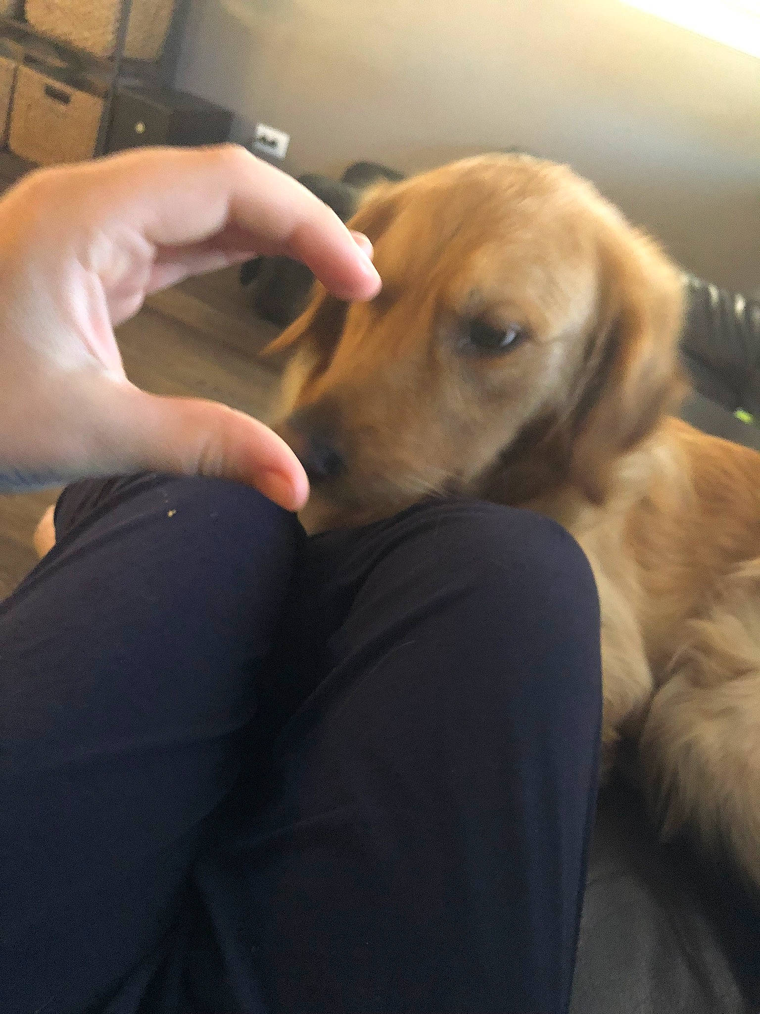 Jordy joined the competition — help win amazing prizes! beagador, broholmer, canidae, carnivore, companion_dog, dog, dog_breed, ear, fawn, golden_retriever, hand, labrador_retriever, nose, puppy, puppy_love, retriever, snout, sporting_group