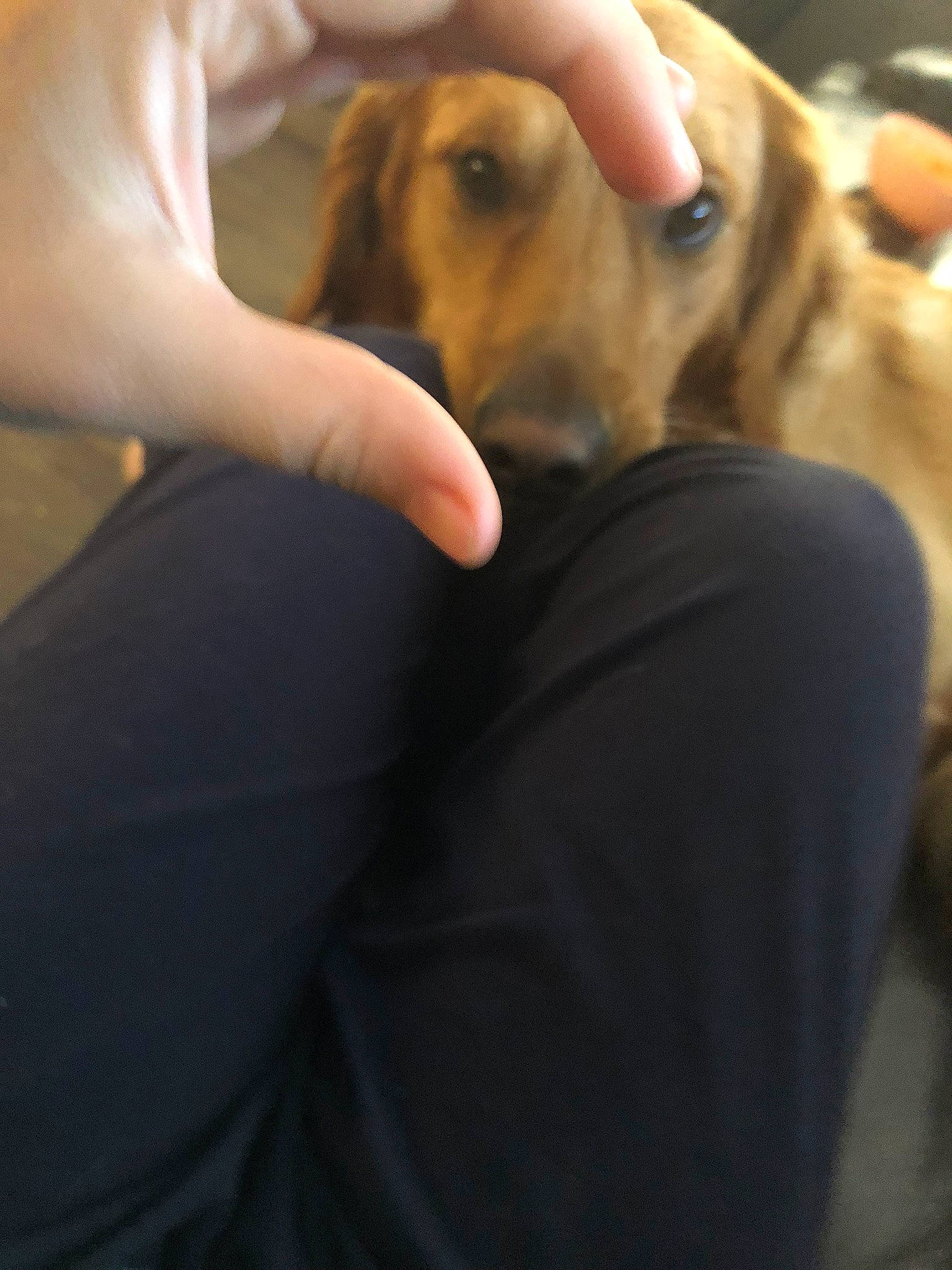 Jordy joined the competition — help win amazing prizes! canidae, carnivore, companion_dog, dog, dog_breed, ear, fawn, finger, fur, golden_retriever, hand, long_hair, nail, puppy, puppy_love, snout, sporting_group