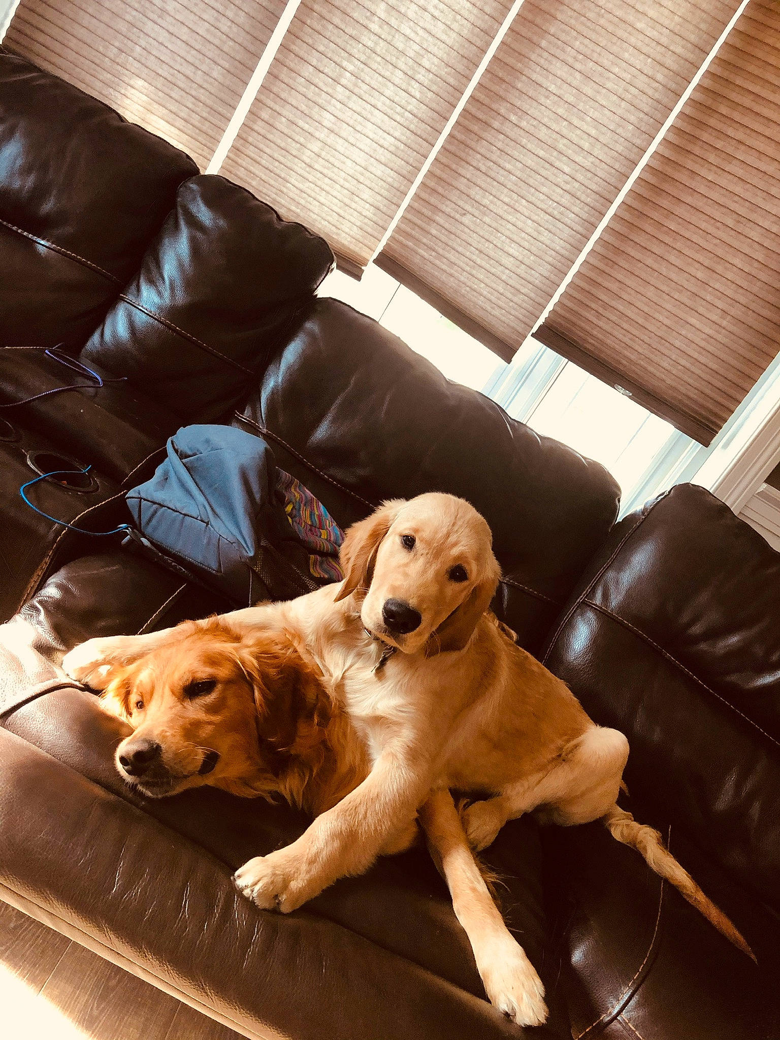 Cooper is registered to the contest to win money with this photo: canidae, carnivore, companion_dog, dog, dog_breed, fawn, golden_retriever, labrador_retriever, mammal, puppy, retriever, snout, sporting_group