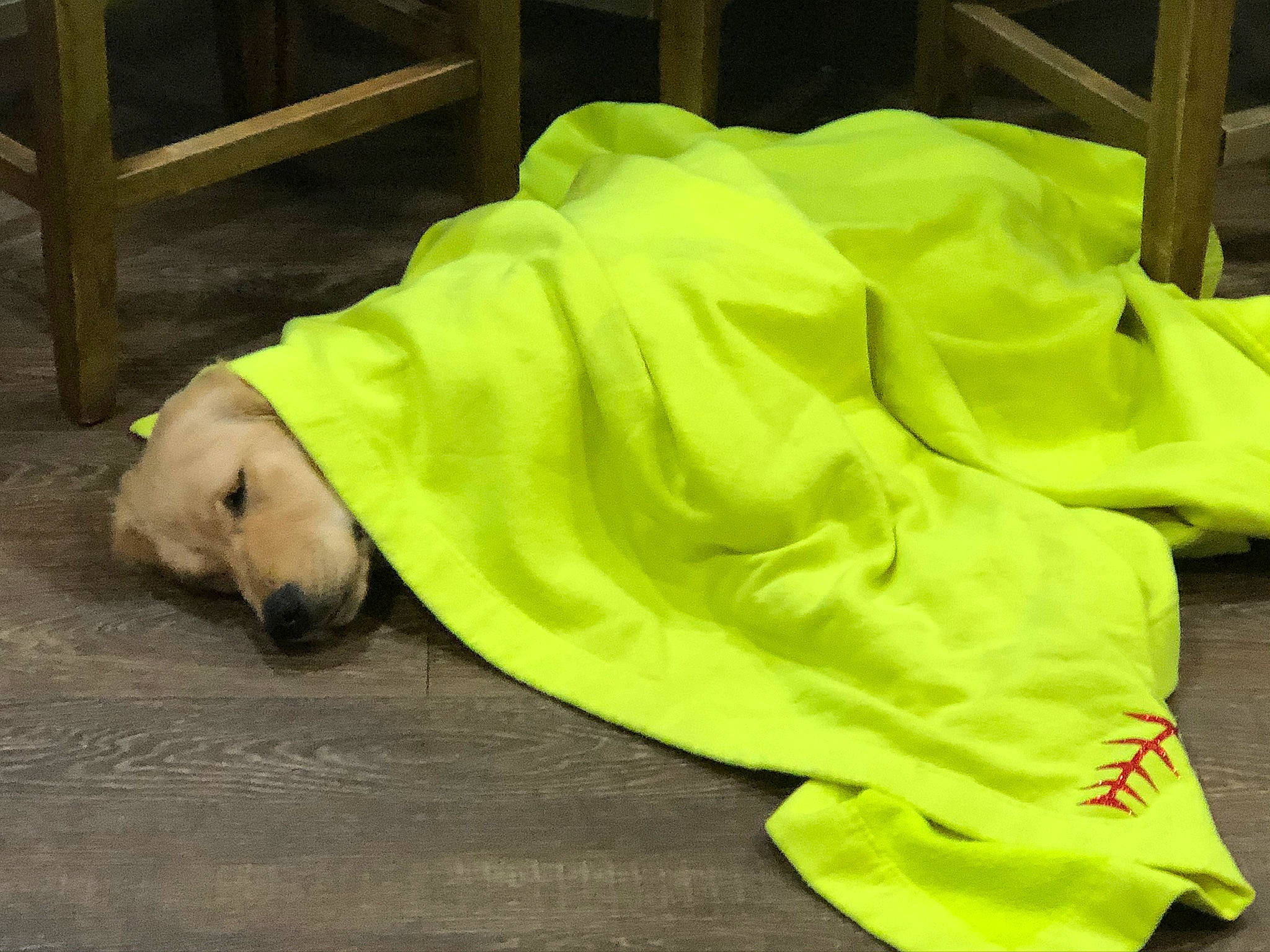 Cooper joined the competition — help win amazing prizes! canidae, carnivore, dog, dog_breed, green, labrador_retriever, puppy, retriever, sporting_group, yellow