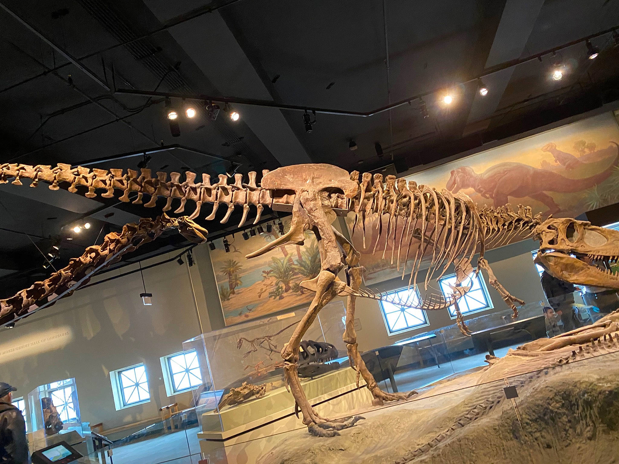 Cooper joined the competition — help win amazing prizes! dinosaur, extinction, fossil, jaw, museum, skeleton, tourist_attraction, tyrannosaurus, velociraptor