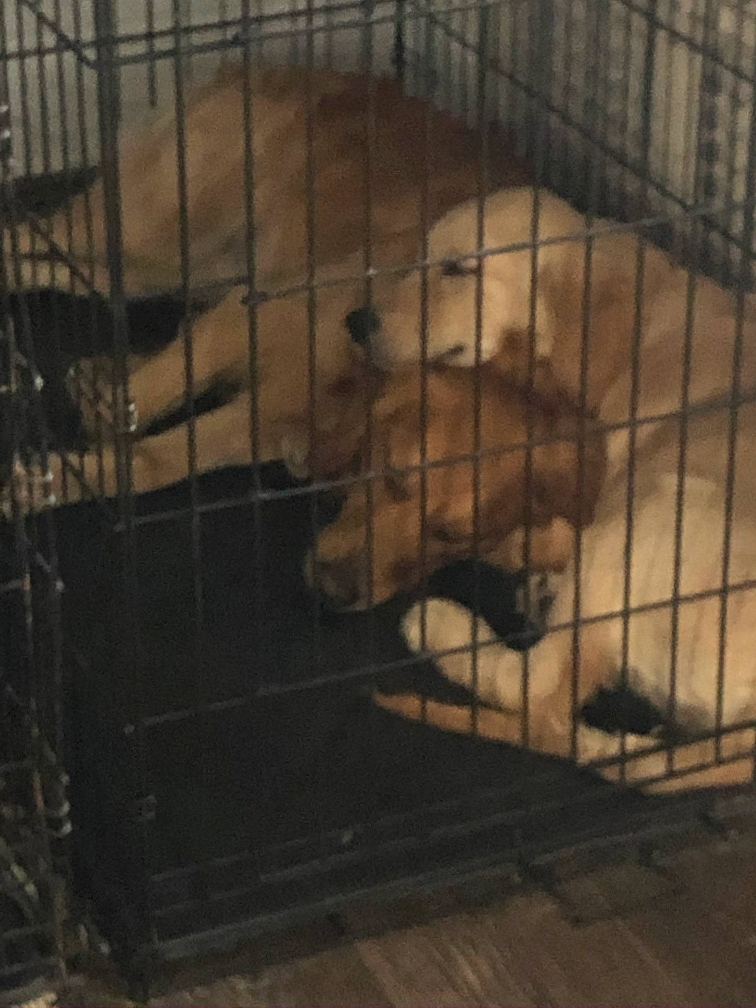 Cooper is registered to the contest to win money with this photo: animal_shelter, cage, canidae, carnivore, dog_breed, dog_crate, dog_supply, kennel, pet_supply, snout